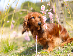 梅とダックスフンド