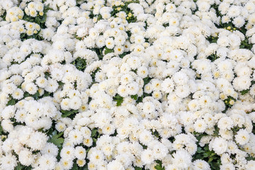 White chrysanthemum flower background