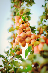 tree with apricots