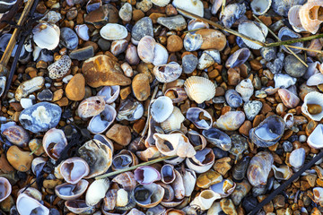 Sea shells on Sea shore Poster