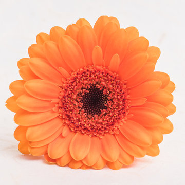 Orange daisy, flower isolated on a white background
