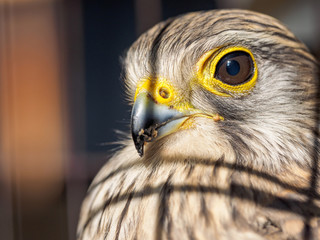 Close up Bird Portrait Saker Falcon, Falco cherrug, Common Kestrel, captured in cage.