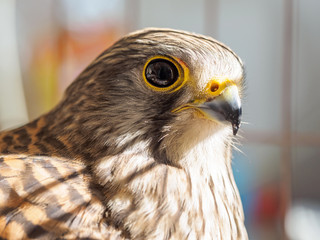 Close up Bird Portrait Saker Falcon, Falco cherrug, Common Kestrel, captured in cage.