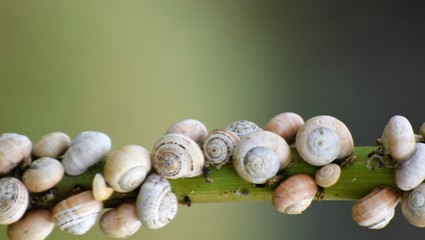 snail in the garden