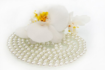 pearl and white orchid on a white glass 