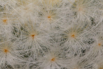 Mammillaria plumosa  is a species of flowering plant in the the cactus family.Cactus 