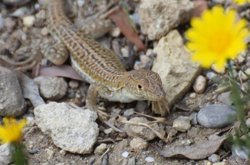 wild lizard North Cyprus