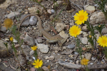 wild lizard North Cyprus