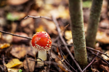 mushrooms in forest