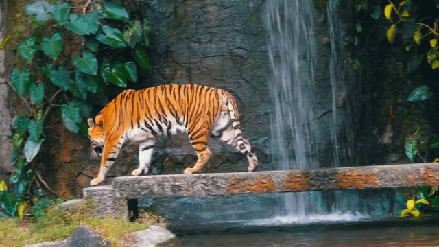 The tiger walks on the rock near the waterfall. Bengal Tiger in deep wild, animal. Jungle concept.