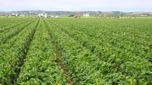 A wide shot of distant migrant workers in California strawberry fields and farms.