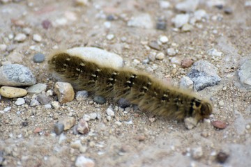 caterpillar on the garden