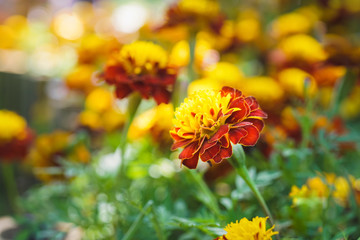 blooming marigold flower in garden, shallow dept of field