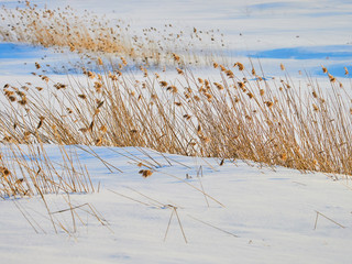 Reed on frozen lake at Harghita Bai, Romania
