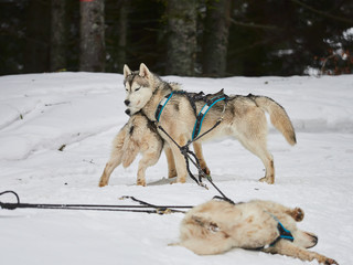 Alaskan malamutes at sleddog competition
