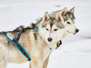 Alaskan malamutes at sleddog competition
