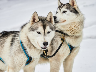 Alaskan malamutes at sleddog competition
