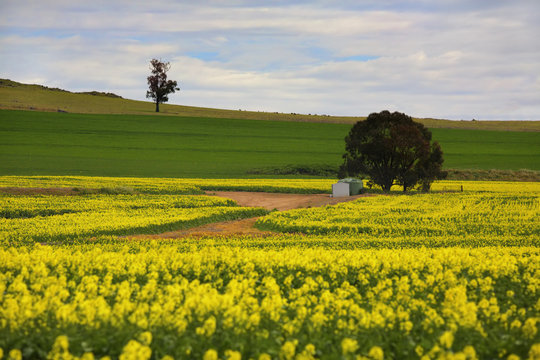 Canola Crops Rural Australia