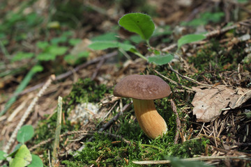 Maronen-Röhrling (Boletus badius )