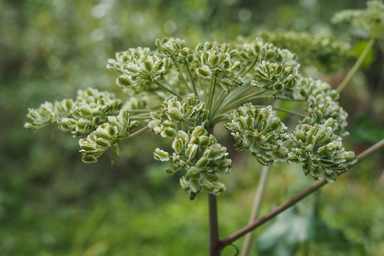 Wald-Engelwurz (Angelica sylvestris)