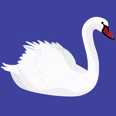 Mute swan vector