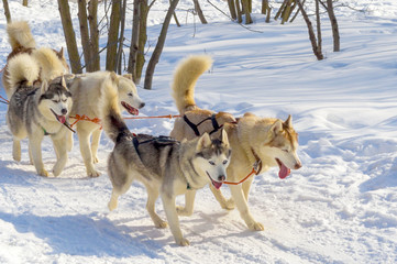 Plakat view at siberian huskys at race in winter