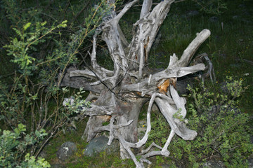 The quaint old root of the tree is gray in the background of greenery.   Driftwood