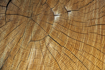 Fototapeta premium verwitterte Baumscheibe