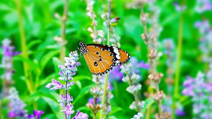 Beautiful thai butterfly