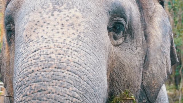 Face of an elephant close-up. The eye blinks, the texture of the skin, the big trunk. Thailand