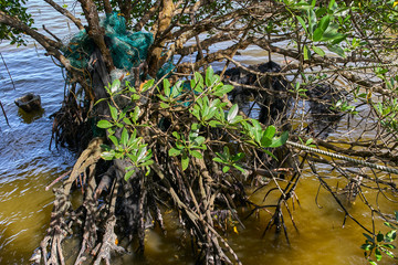 Mangrove tree roots