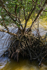 Mangrove tree roots