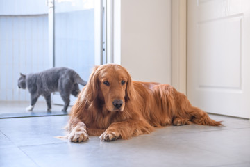 Golden retriever and British short hair cat