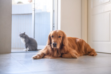 Golden retriever and British short hair cat