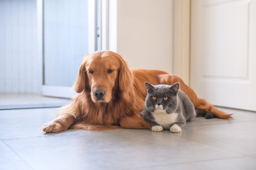 Golden retriever and British short hair cat