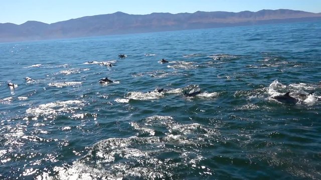 Thousands of dolphins migrate in a massive pod through the Channel Islands National Park.