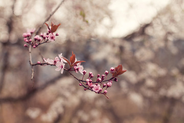 Blüten