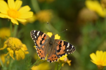 Obraz na płótnie Canvas Summer butterfly Cyprus