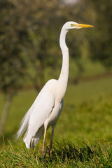 Obraz premium white heron