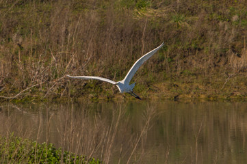 white heron