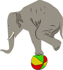 Circus elephant stands on a colored ball