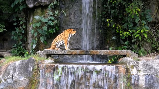 The tiger lies on the rock near the waterfall. Thailand. Bengal Tiger in deep wild, animal. Jungle concept.