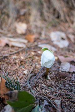 one lonely hellbore in forest