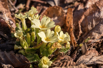 a bunch of  primroses sunlit