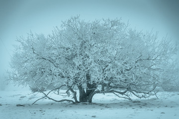 Fototapeta na wymiar Baum mit Raureif