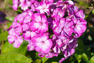 Phlox paniculata purple and white flowers head with green