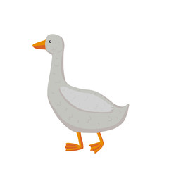 Detailed colorful goose, isolated on white