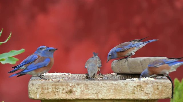 Western bluebirds enjoy a birdbath.