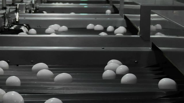 White eggs move through chutes on a factory conveyor belt.