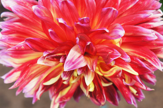 Dahlia yellow and  red flower head close up